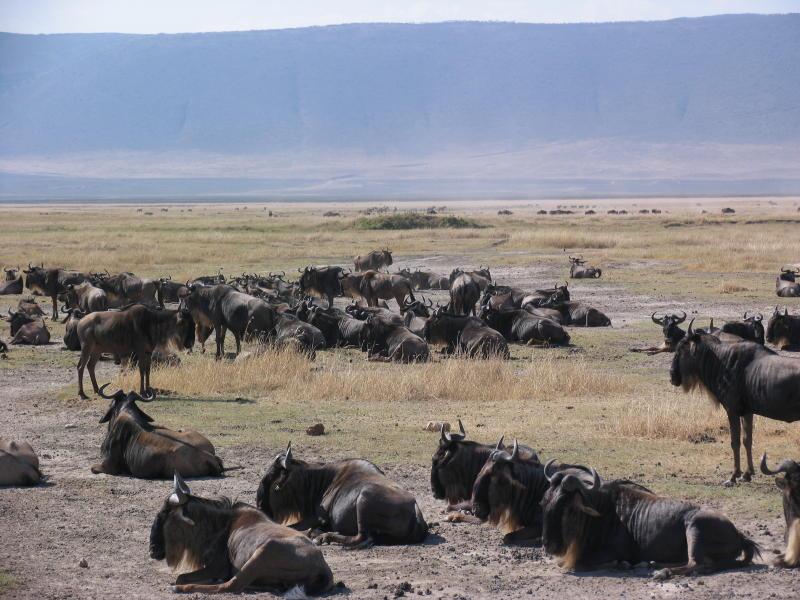 Ngorongoro_1252