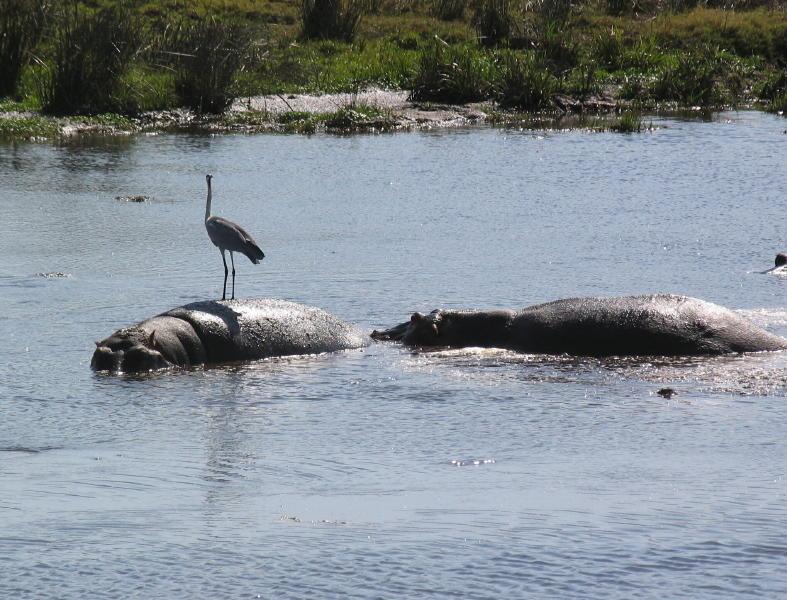 Ngorongoro_1255