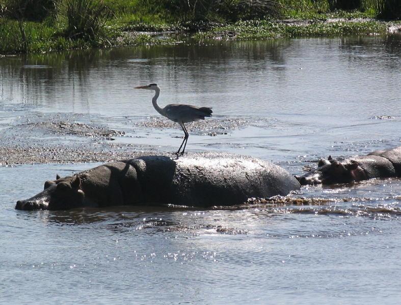 Ngorongoro_1258