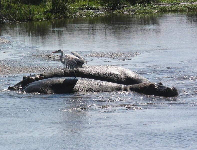 Ngorongoro_1259