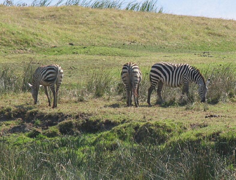 Ngorongoro_1260