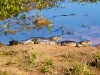 Pantanal_Nord_2015-024.jpg