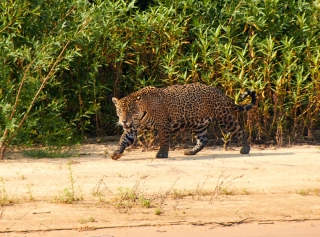 Pantanal-nord-Jaguartur-046