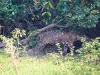 Pantanal-nord-Jaguartur-019