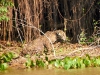 Pantanal-nord-Jaguartur-025