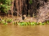 Pantanal-nord-Jaguartur-027