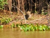 Pantanal-nord-Jaguartur-028