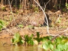 Pantanal-nord-Jaguartur-033