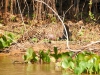 Pantanal-nord-Jaguartur-034