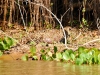 Pantanal-nord-Jaguartur-035
