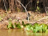 Pantanal-nord-Jaguartur-038