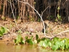Pantanal-nord-Jaguartur-039