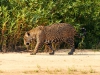 Pantanal-nord-Jaguartur-043
