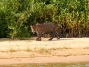 Pantanal-nord-Jaguartur-048