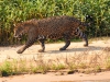 Pantanal-nord-Jaguartur-056