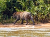 Pantanal-nord-Jaguartur-057