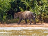Pantanal-nord-Jaguartur-058