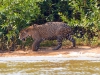 Pantanal-nord-Jaguartur-059
