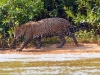 Pantanal-nord-Jaguartur-060