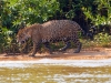 Pantanal-nord-Jaguartur-061