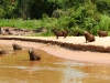 Pantanal-nord-Jaguartur-074