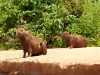 Pantanal-nord-Jaguartur-076