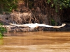 Pantanal-nord-Jaguartur-086