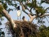 Pantanal-nord-Jaguartur-089