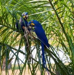 Pantanal-nord-041