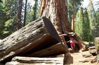 Sequoia-and-Kings-Canyon-NP-005