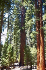 Sequoia-and-Kings-Canyon-NP-104
