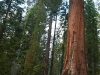 Sequoia-and-Kings-Canyon-NP-003