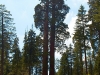 Sequoia-and-Kings-Canyon-NP-008