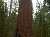 Sequoia-and-Kings-Canyon-NP-013