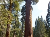 Sequoia-and-Kings-Canyon-NP-016