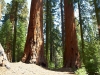 Sequoia-and-Kings-Canyon-NP-094