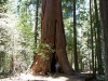 Sequoia-and-Kings-Canyon-NP-096