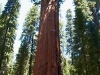 Sequoia-and-Kings-Canyon-NP-106