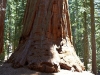 Sequoia-and-Kings-Canyon-NP-114