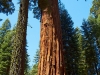 Sequoia-and-Kings-Canyon-NP-115