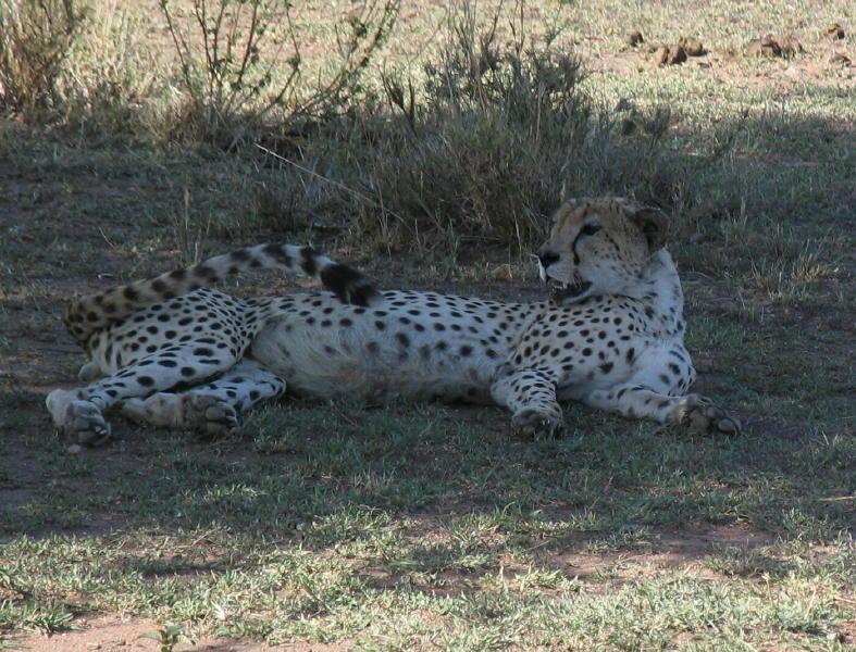 1_Serengeti_1391