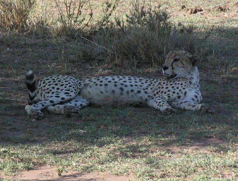 1_Serengeti_1392