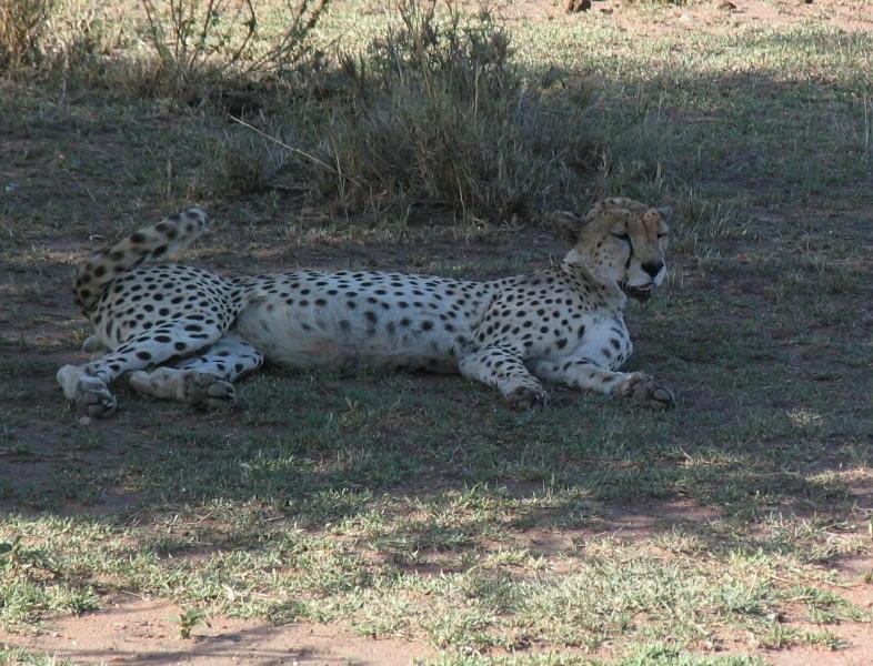 1_Serengeti_1393