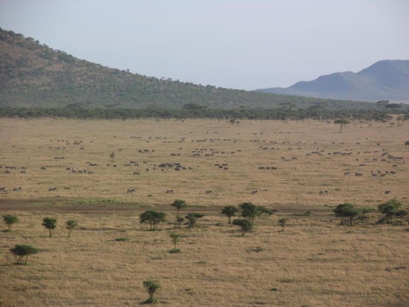 1_Serengeti_1428