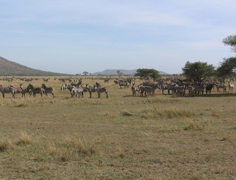 1_Serengeti_1464