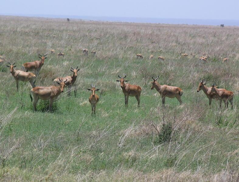 Serengeti_1326