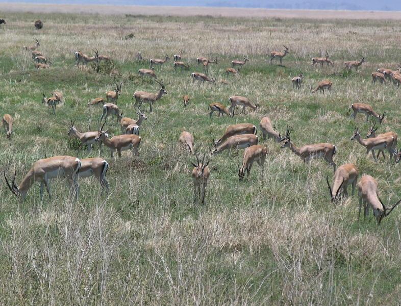 Serengeti_1328