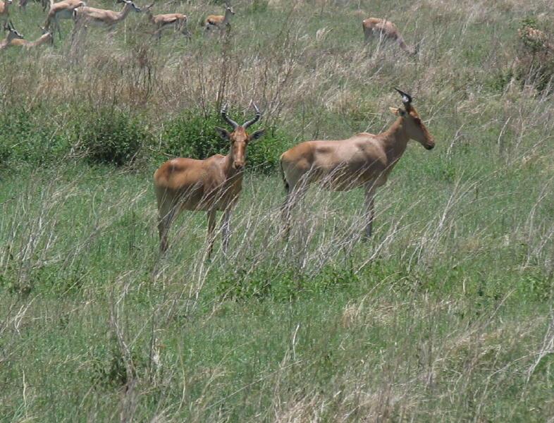 Serengeti_1329