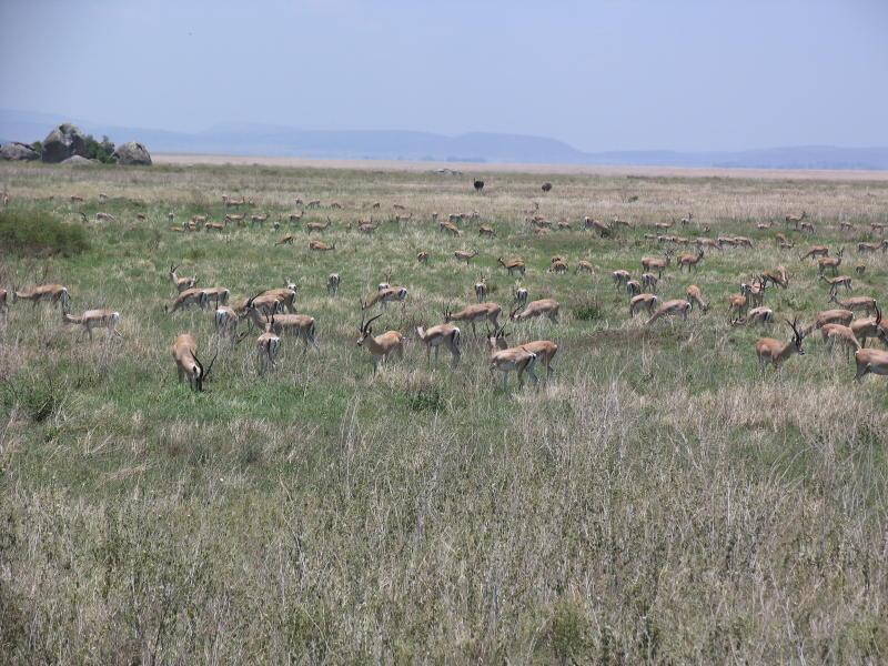 Serengeti_1331