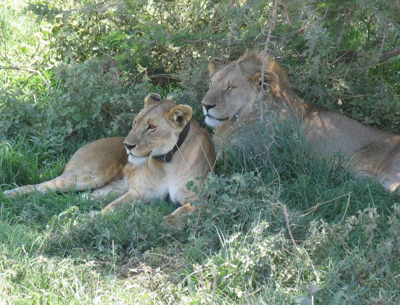 Serengeti_1336